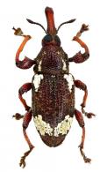 Arniticus alboguttatus  Rheinheimer, 2014
