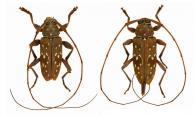 Nyssodrysternum conspicuum  Monné, 1985  ♂ & ♀