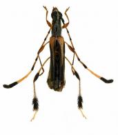 Ecliptophanes chacunfrancosi  (Tavakilian & Penaherrera-Leiva, 2004) 