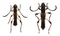 Rhinotragini Gen sp G107  ♂ & ♀