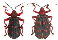 Sceloenopla maculata  (Olivier, 1792)  ♂ & ♀