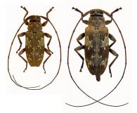 Nyssodrysternum impensum  Monné, 1985  ♂ & ♀