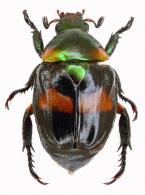 Exanticheira parthena ? (Blackwelder, 1944)