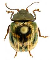 Platyphora sp2