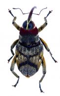 Conoderinae Gen sp5