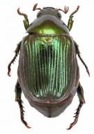 Callistethus sp1