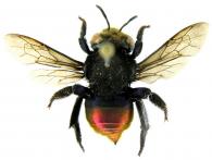 Eufriesea mariana (Mocsary, 1896)