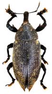 Hilipinus ascius Champion, 1902