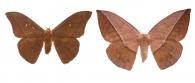 Lonomia achelous diabolus   Draudt, 1929 ♂ & ♀