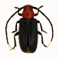 Callia bicolor (Breuning, 1960)
