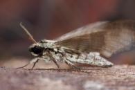 Manduca florestan
