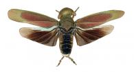 Tabocasa lineata (Walker, 1858)