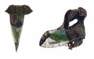 Lycoderides sp7