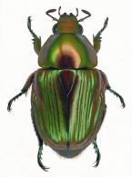 Telaugis aenescens  Burmeister, 1844