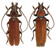 Praxithea seabrai Tavakilian & Monné, 2002  ♂ & ♀