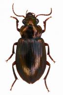 Notiobia sp2