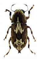 Corrhecerus centromaculatus Rheinheimer, 2019