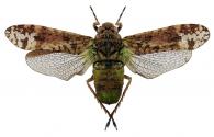 Fulgoridae Gen sp9