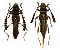 Tomopterus clavicornis Magno, 1995 ♂ & ♀