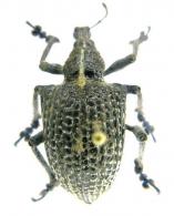 Entimus granulatus  (Linneaeus, 1758)