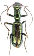 Ctenostoma (Naviauxiana)  metallicum Castelnau, 1834