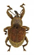 Curculionidae Gen sp99