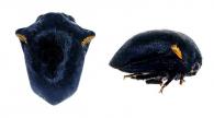 Tragopa sp1