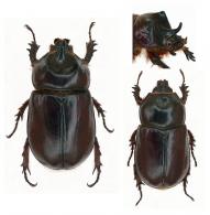 Strategus surinamensis  Burmeister, 1847 ♂ & ♀