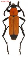 Eriphus flavus Touroult, Dalens & Tavakilian, 2012 ALLOTYPE