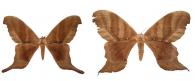 Paradaemonia terrena (Jordan, 1922) ♂ & ♀