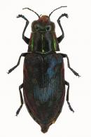 Halecia sp2