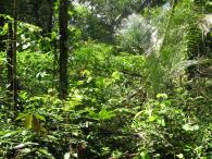 Forêt secondaire