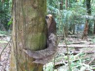 Animaux