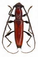 Stizocera lissonota  (Bates, 1870)