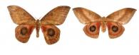 Automeris janus (Cramer, 1775) ♂ & ♀