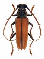 Atiaia consobrina  (Gahan, 1892)