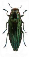 Spectralia sp1