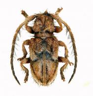 Desmiphora (Desmiphora) kawensis  Tavakilian & Néouze, 2004