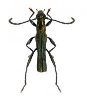 Chrysaethe jorgei  (Tavakilian & Penaherrera-Leiva, 2003)