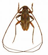 Lepturgantes seriatus  Monné, 1988
