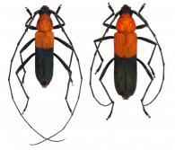 Chrysoprasis bipartita  Zajciw, 1963   ♂ & ♀