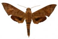 Pachylioides resumens  (Walker, 1856)