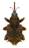 Pseudopinarus guyanensis Hustache, 1938