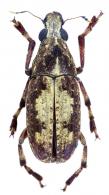Antrhibinae Gen sp7