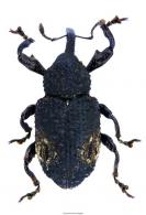 Heilus purpillatus (Olivier, 1790)