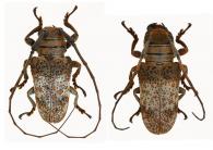 Oncideres gemmata  Dillon & Dillon, 1946 ♂ & ♀