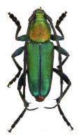 Chrysoprasis hypocrita   Erichson, 1847  