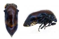 Neotynelia sp2