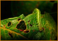 Heterocera sp