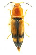 Platycrepidius eques Candèze, 1859